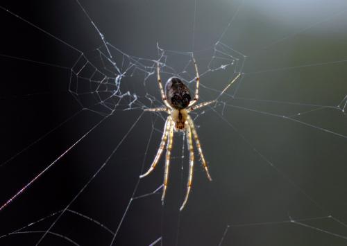 Metellina sp.